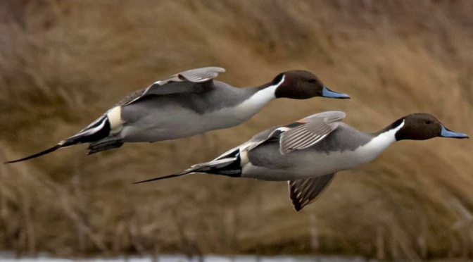 Spending time with Northern Pintails in eastern North Carolina
